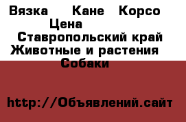 Вязка .   Кане - Корсо › Цена ­ 3 000 - Ставропольский край Животные и растения » Собаки   